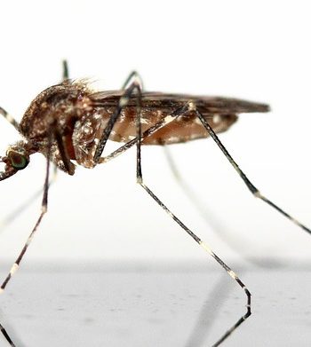 Natural Mosquito Repellents